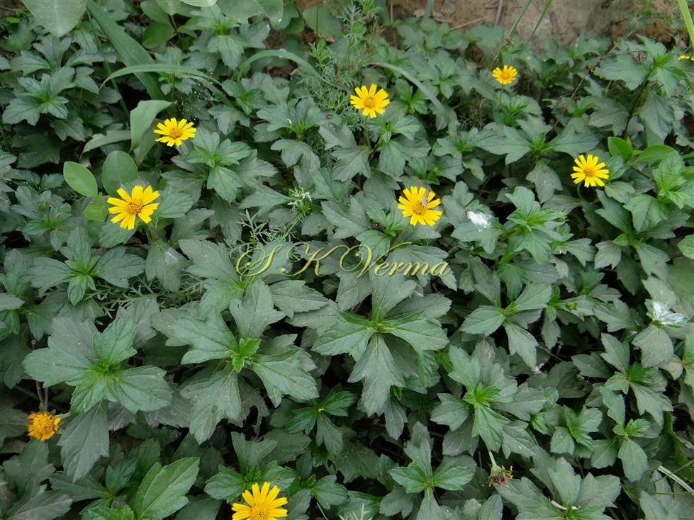  Plants